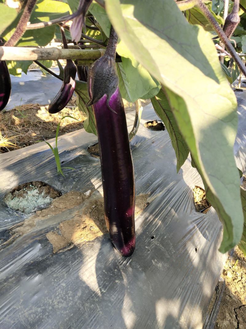茄子长茄、烧烤茄供应（市场、超市、工厂）质量保证。
