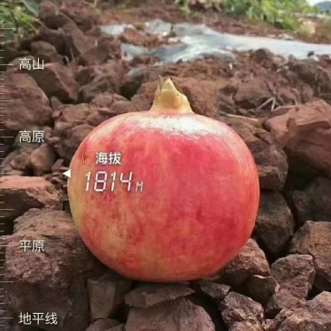 大凉山特产突尼斯软籽石榴大量上市，价格实惠