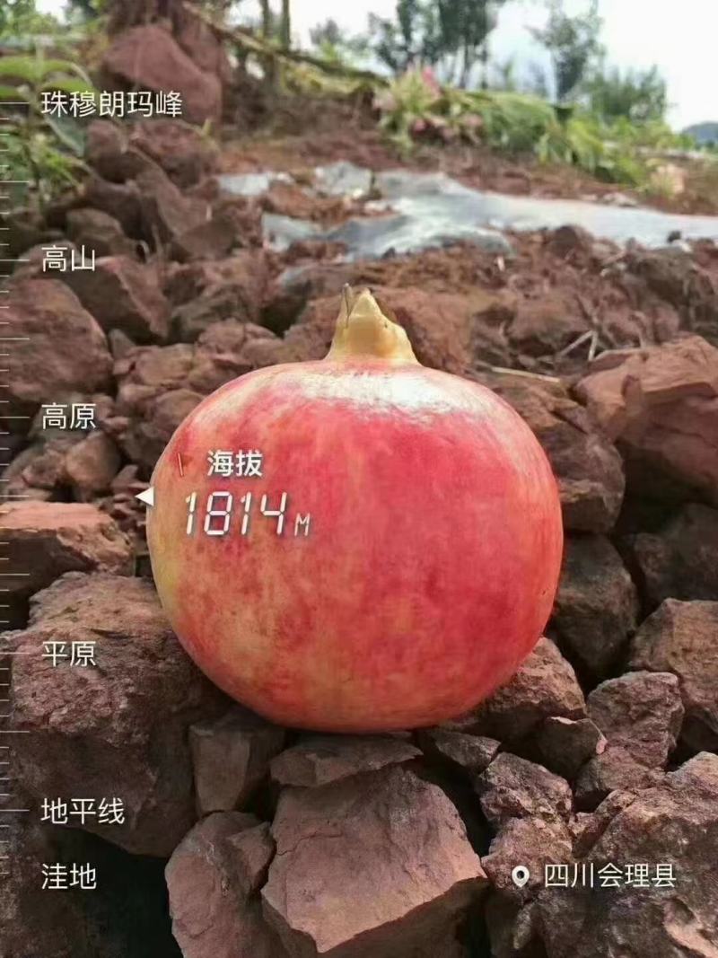 大凉山特产突尼斯软籽石榴大量上市，价格实惠