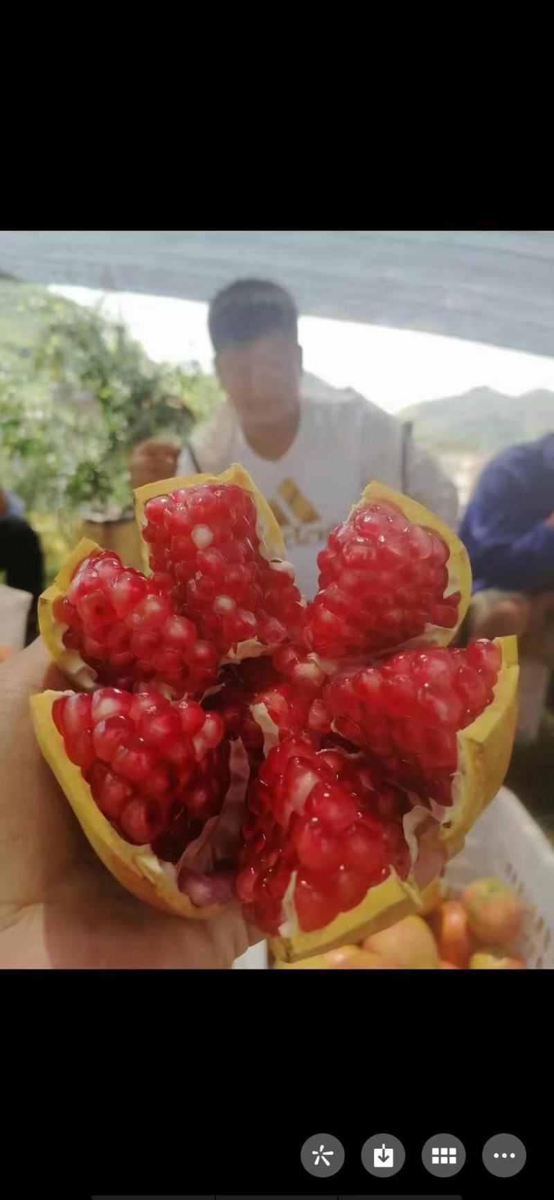 会理软籽石榴甜石榴一级果二级果统货代发代办代收