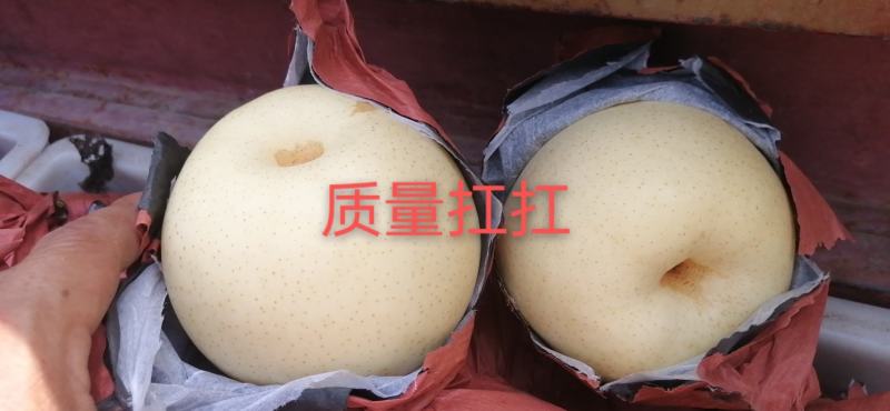 黄冠梨