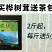 桦树茸俄罗斯白桦茸大个白桦茸桦树茸桦树泪桦褐孔菌