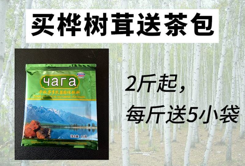 桦树茸俄罗斯白桦茸大个白桦茸桦树茸桦树泪桦褐孔菌