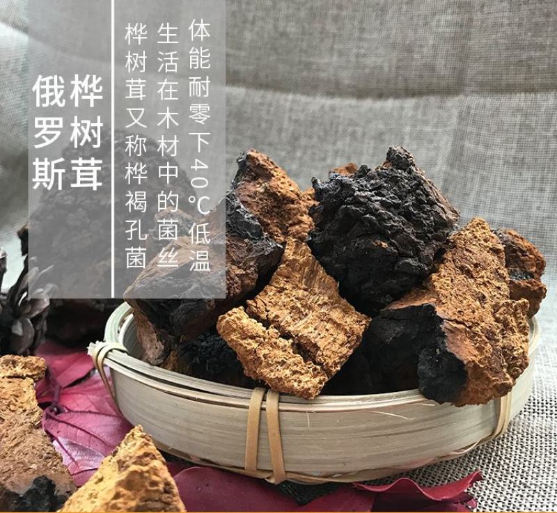 桦树茸俄罗斯白桦茸大个白桦茸桦树茸桦树泪桦褐孔菌