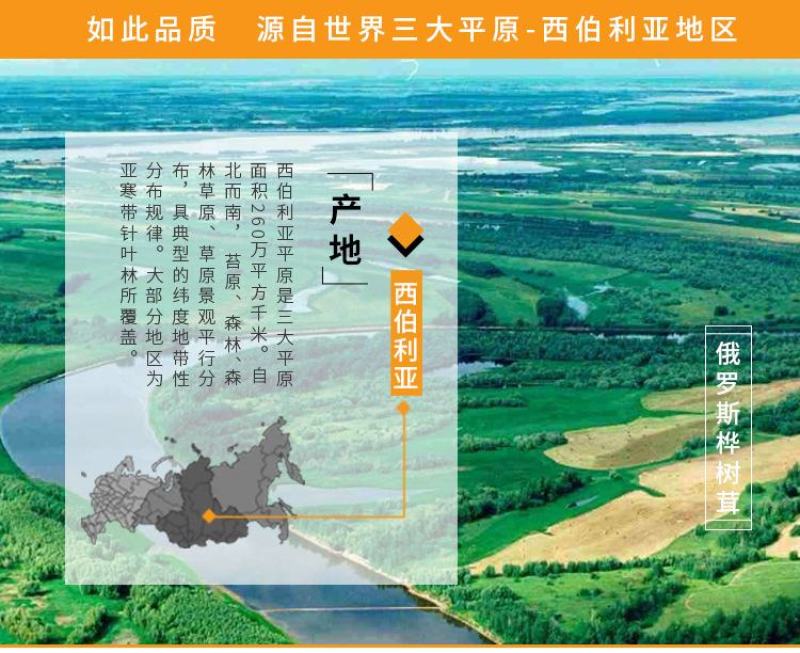 桦树茸俄罗斯白桦茸大个白桦茸桦树茸桦树泪桦褐孔菌