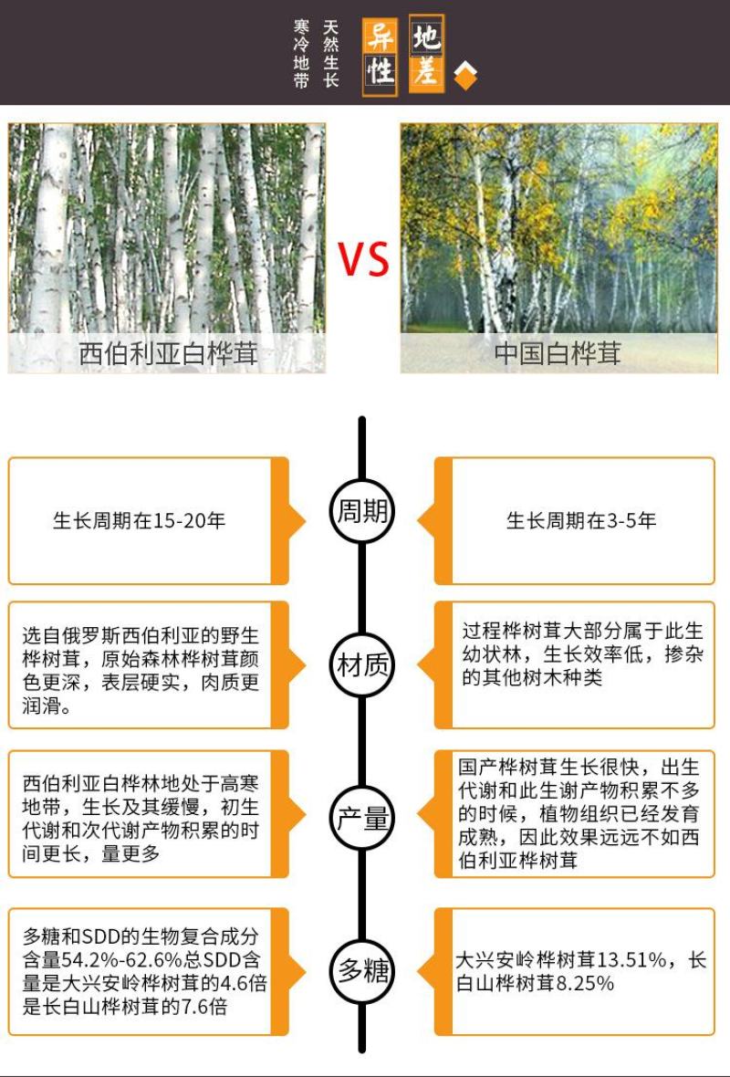 桦树茸俄罗斯白桦茸大个白桦茸桦树茸桦树泪桦褐孔菌