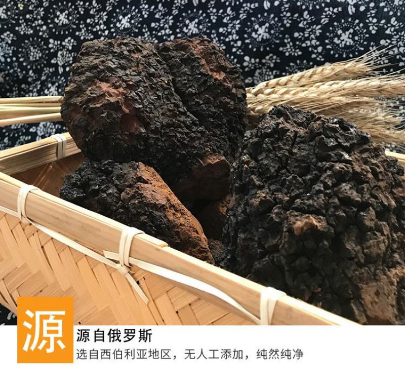 桦树茸俄罗斯白桦茸大个白桦茸桦树茸桦树泪桦褐孔菌