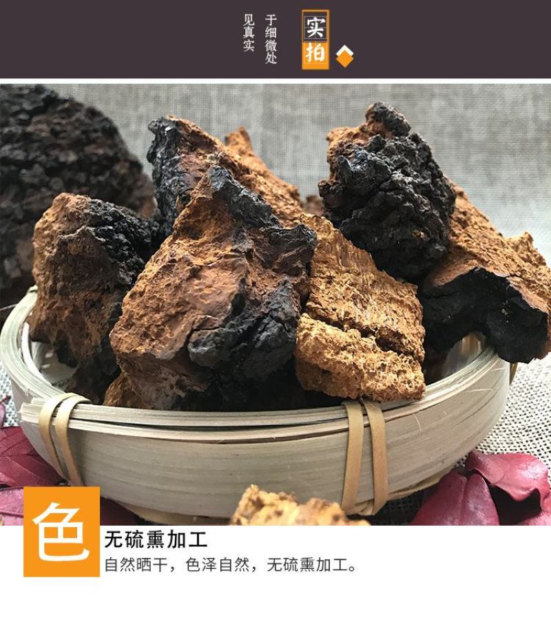 桦树茸俄罗斯白桦茸大个白桦茸桦树茸桦树泪桦褐孔菌
