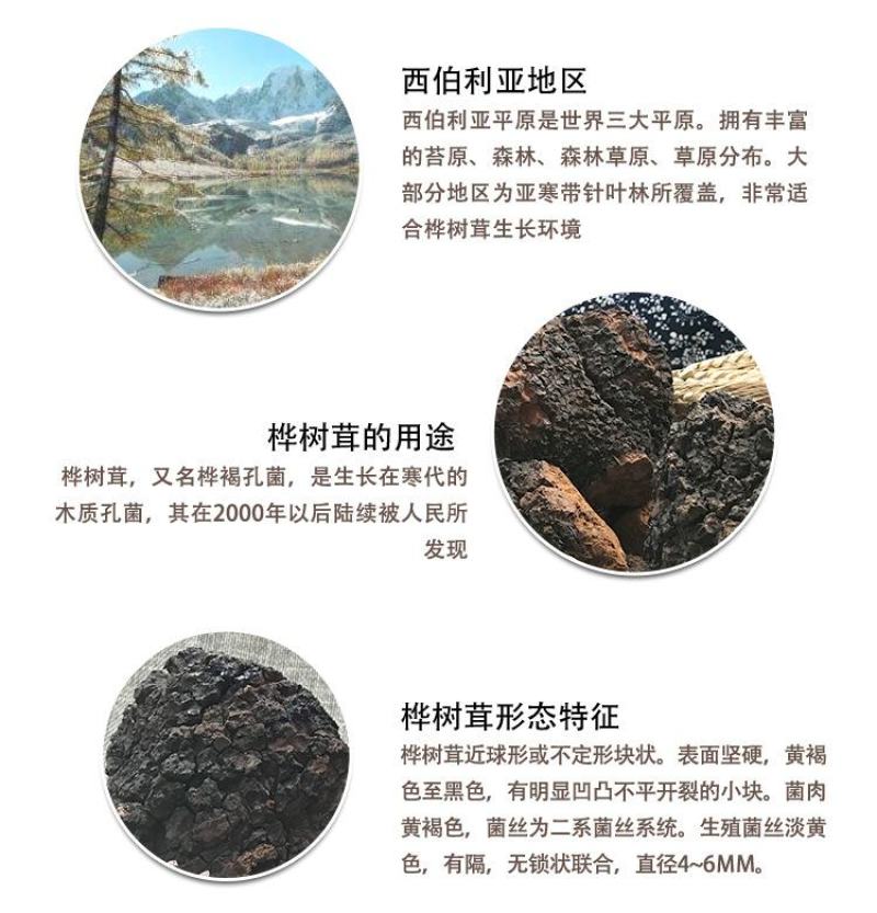 桦树茸俄罗斯白桦茸大个白桦茸桦树茸桦树泪桦褐孔菌