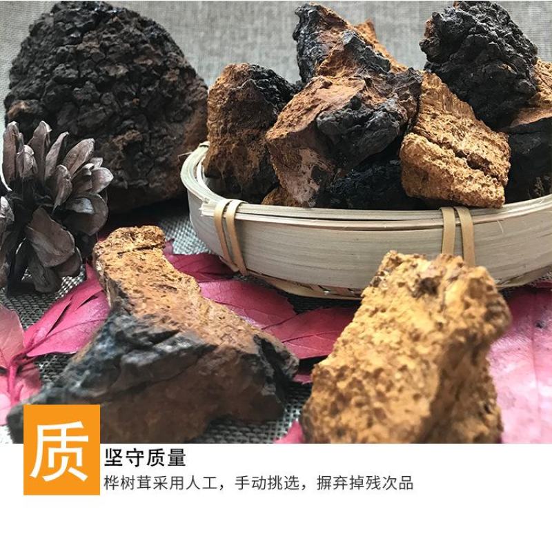 桦树茸俄罗斯白桦茸大个白桦茸桦树茸桦树泪桦褐孔菌
