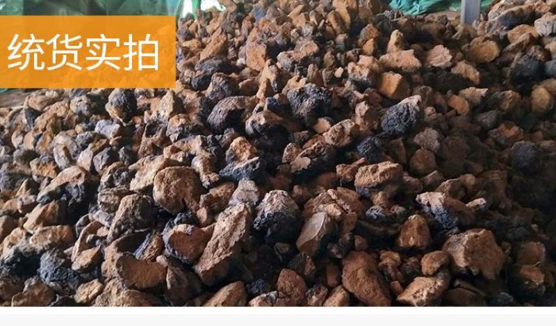 桦树茸俄罗斯白桦茸大个白桦茸桦树茸桦树泪桦褐孔菌