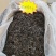 【古树普洱茶】入口香甜回昧无穷原产地发货欢迎咨询