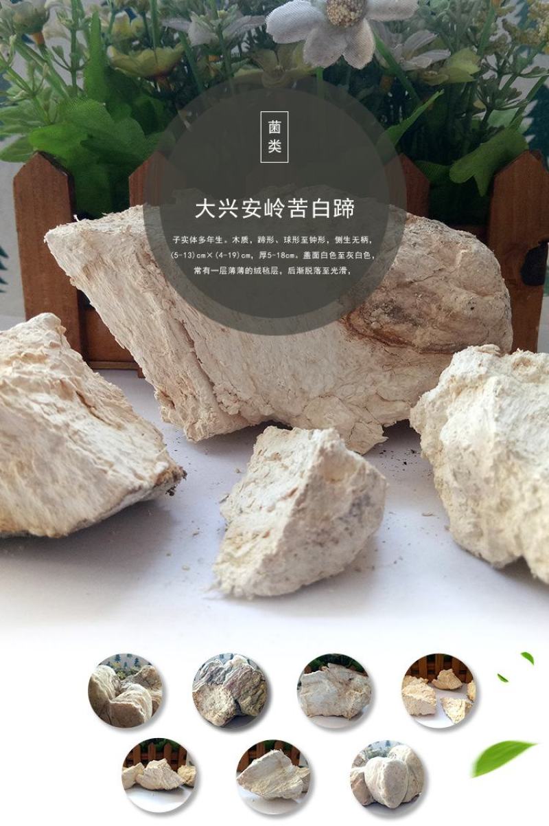 灵芝苦白蹄阿里红白灵芝大兴安岭可打成粉末