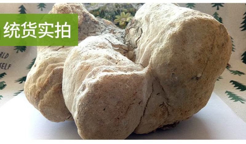 灵芝苦白蹄阿里红白灵芝大兴安岭可打成粉末