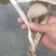 鸡枞菌，三白菇，伞把菇，贵州大山深处的馈赠，
