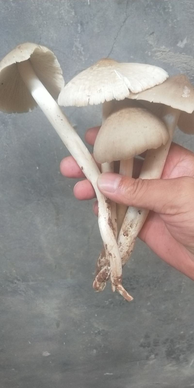 鸡枞菌，三白菇，伞把菇，贵州大山深处的馈赠，