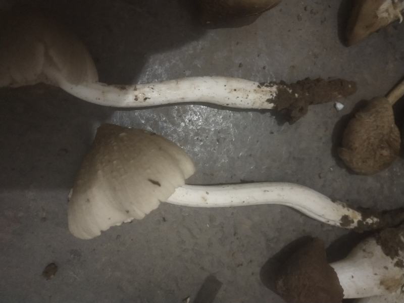 鸡枞菌，三白菇，伞把菇，贵州大山深处的馈赠，