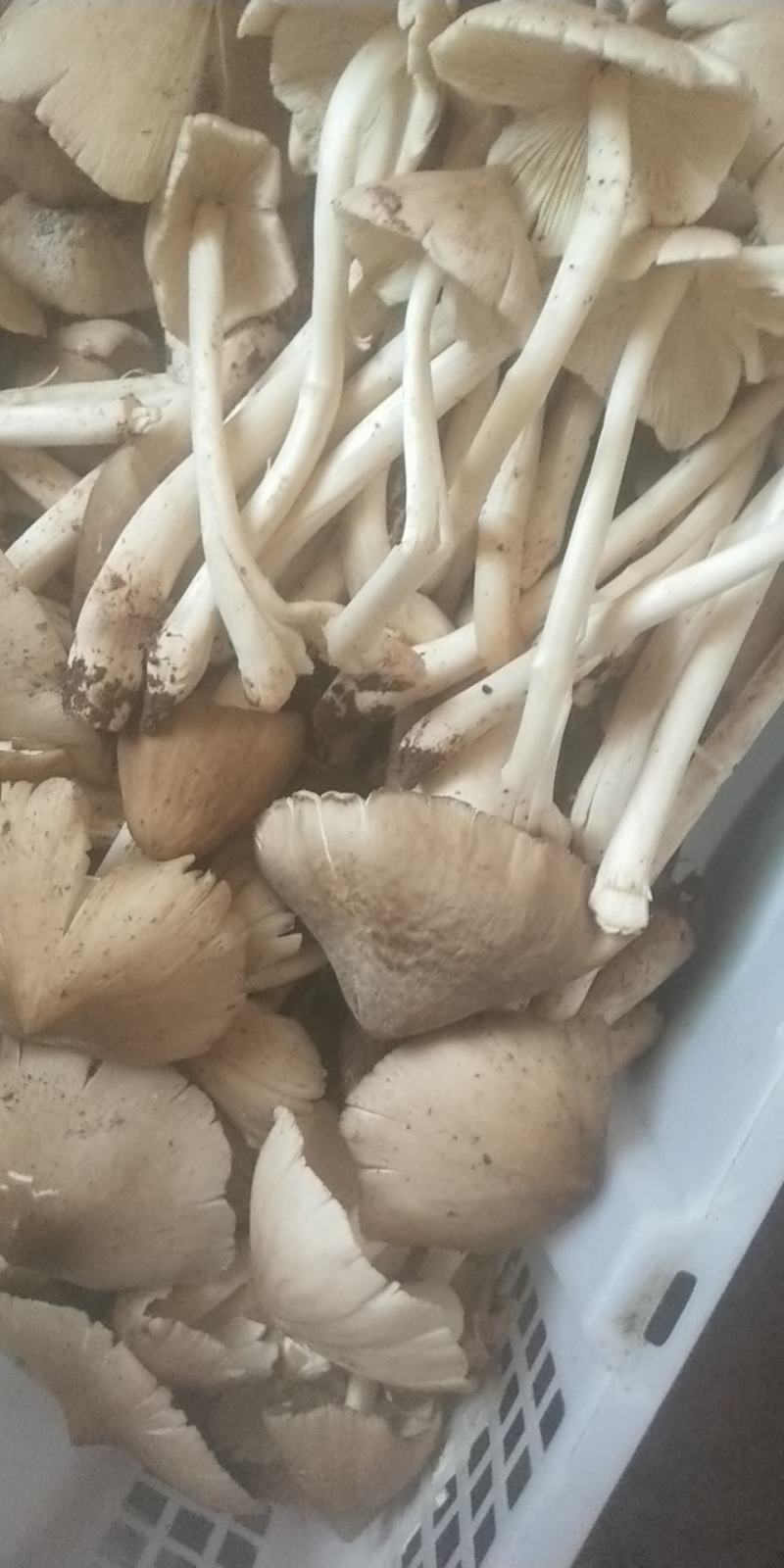 鸡枞菌，三白菇，伞把菇，贵州大山深处的馈赠，