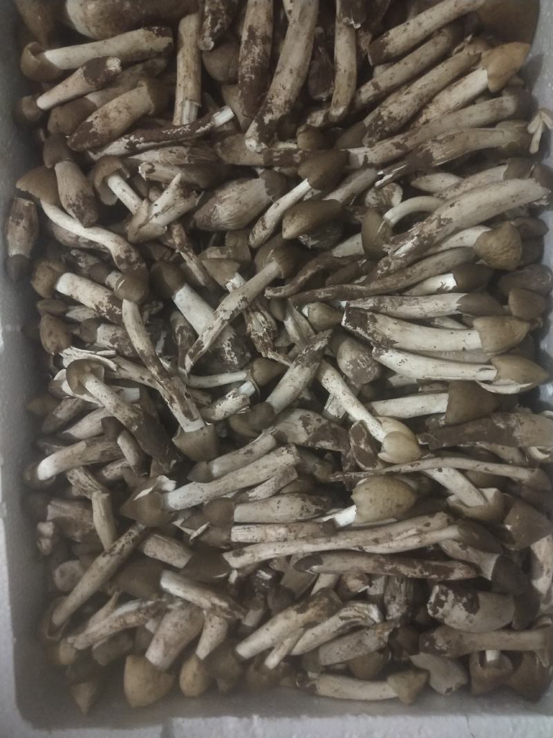 鸡枞菌，三白菇，伞把菇，贵州大山深处的馈赠，