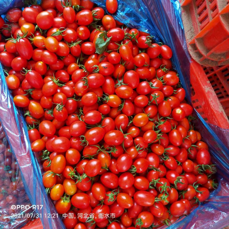圣女果