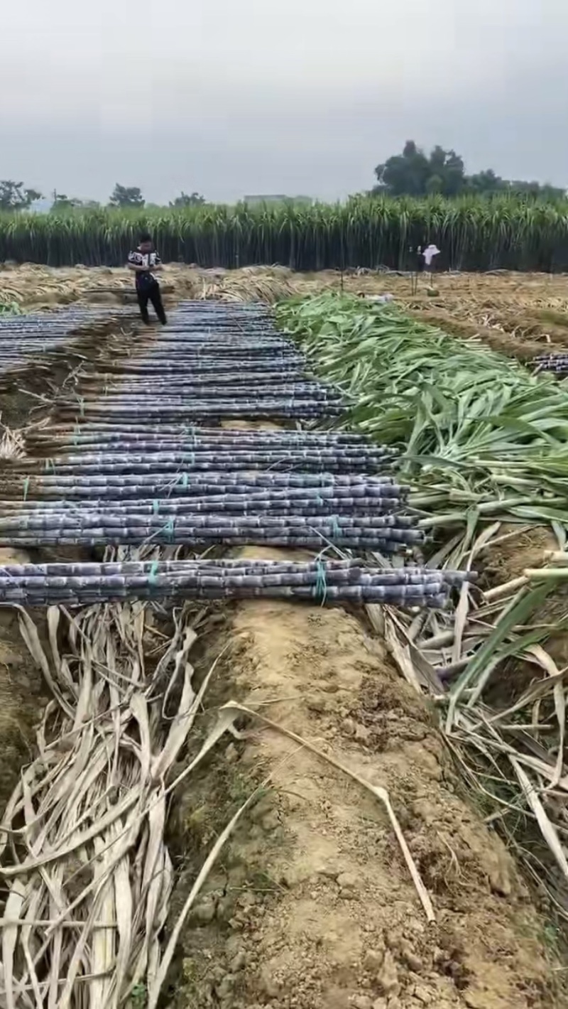 广西黑皮甘蔗甜精品几毛钱