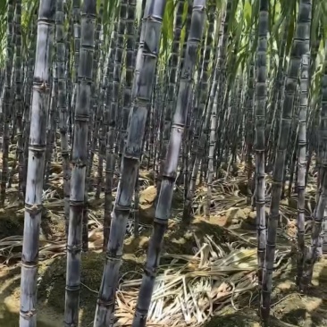 广西黑皮甘蔗甜精品几毛钱