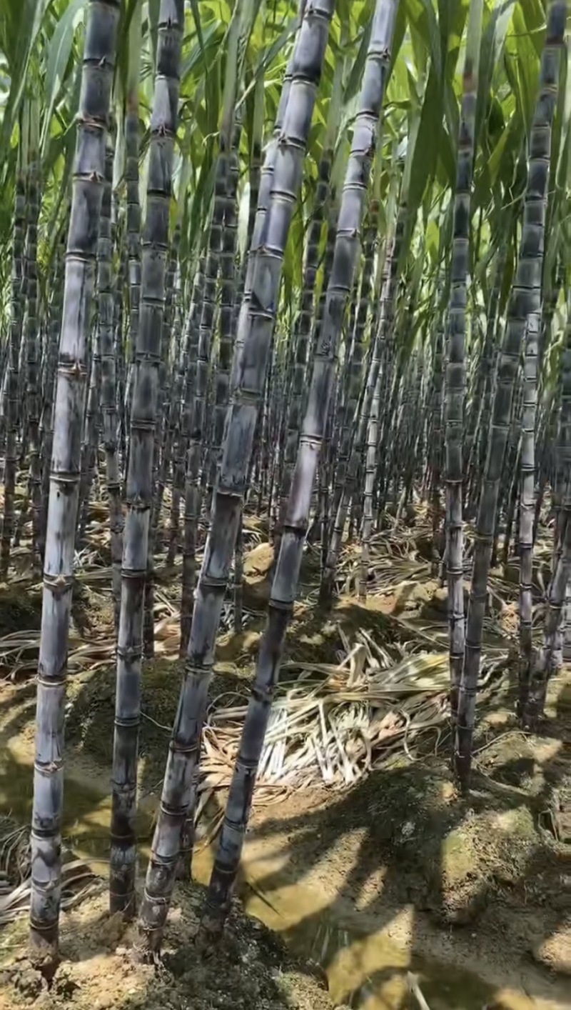 广西黑皮甘蔗甜精品几毛钱