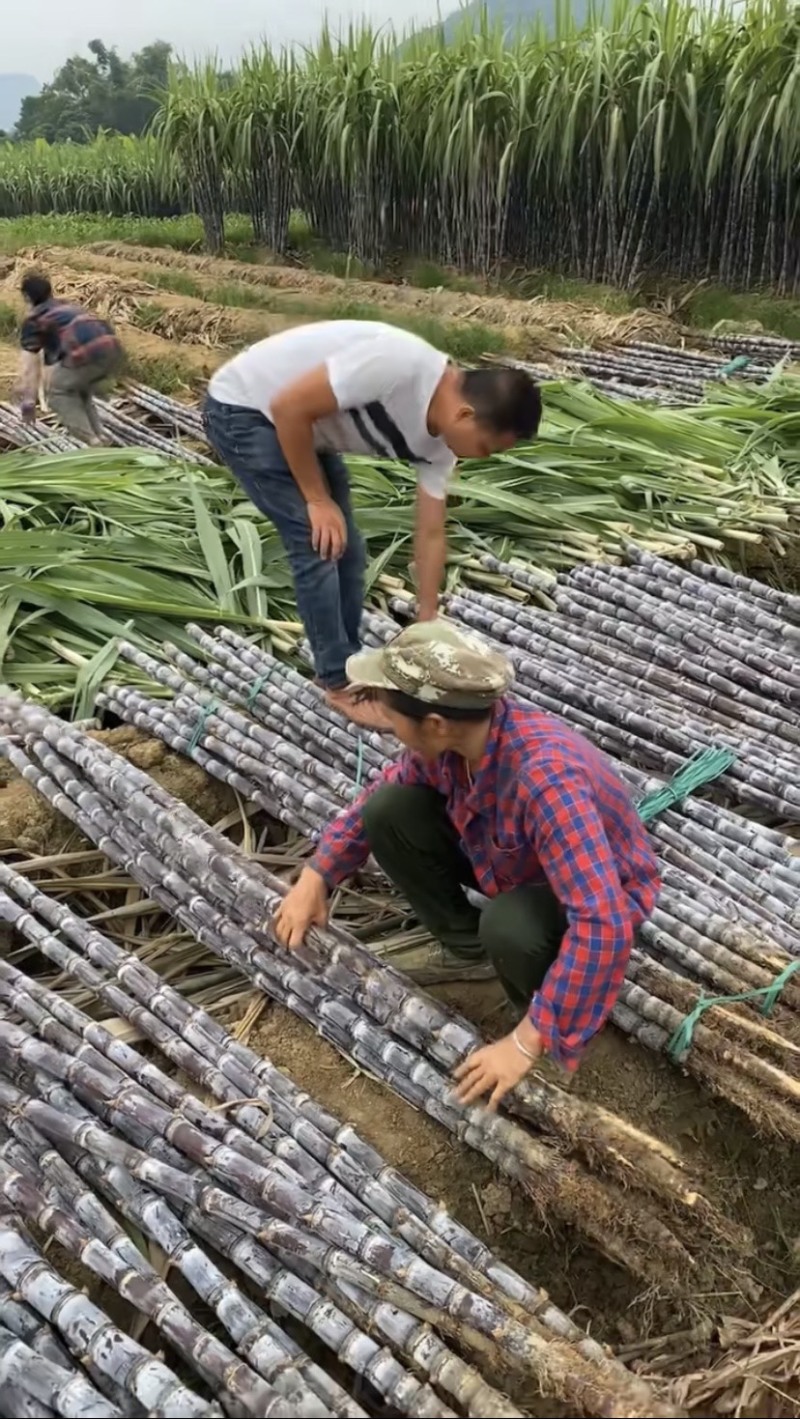 广西黑皮甘蔗甜精品几毛钱