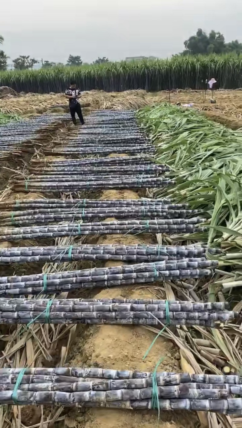 广西黑皮甘蔗甜精品几毛钱