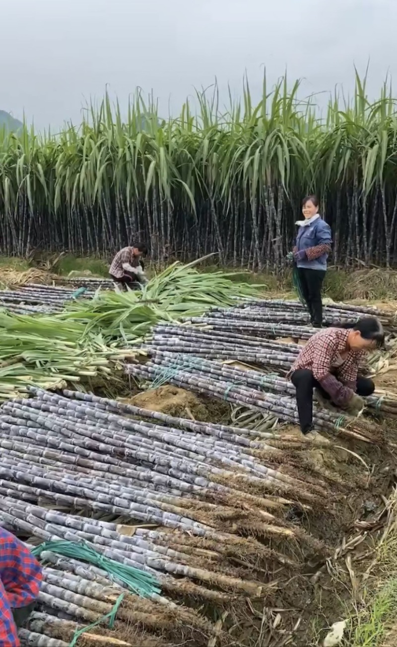 广西黑皮甘蔗甜精品几毛钱