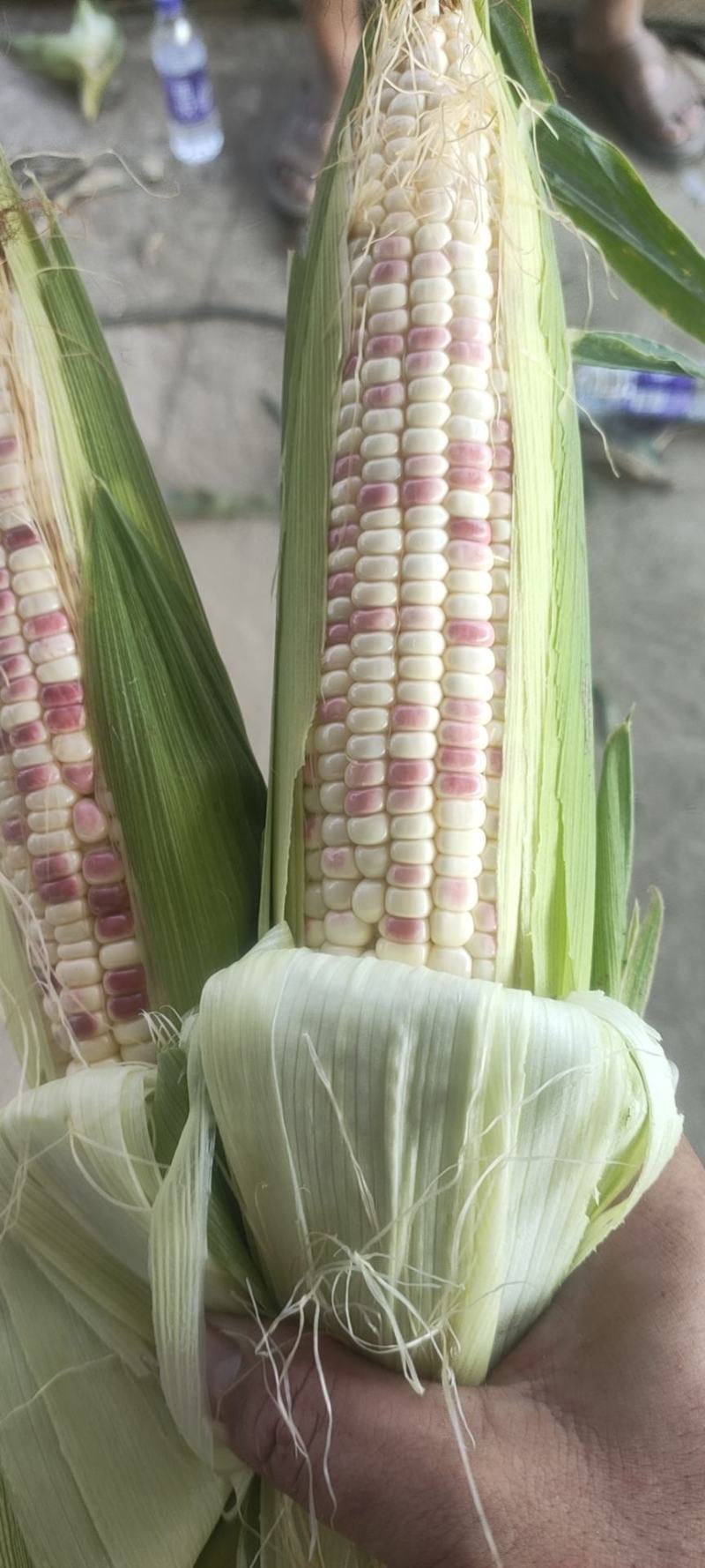 甜玉米，天贵糯932无虫，青秀，大包