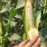 甜玉米，天贵糯932无虫，青秀，大包