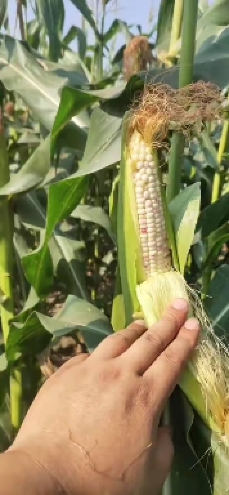 甜玉米，天贵糯932无虫，青秀，大包