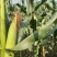 甜玉米，天贵糯932无虫，青秀，大包