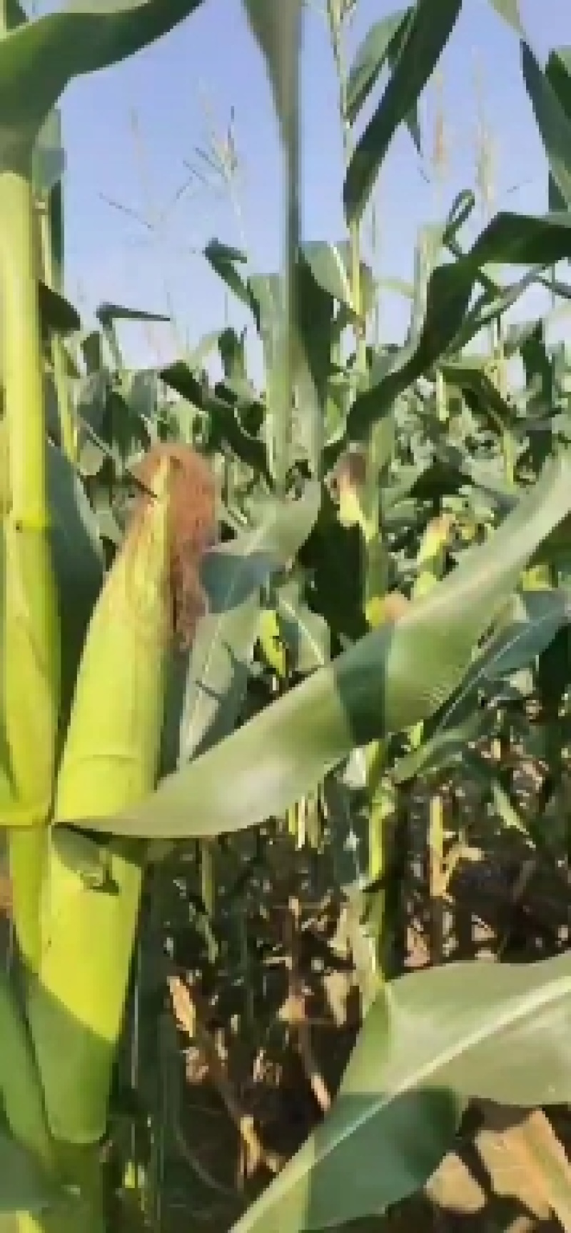 甜玉米，天贵糯932无虫，青秀，大包