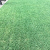 百慕大草坪果岭草足球场高尔夫小区道路护坡用草