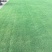 百慕大草坪果岭草足球场高尔夫小区道路护坡用草
