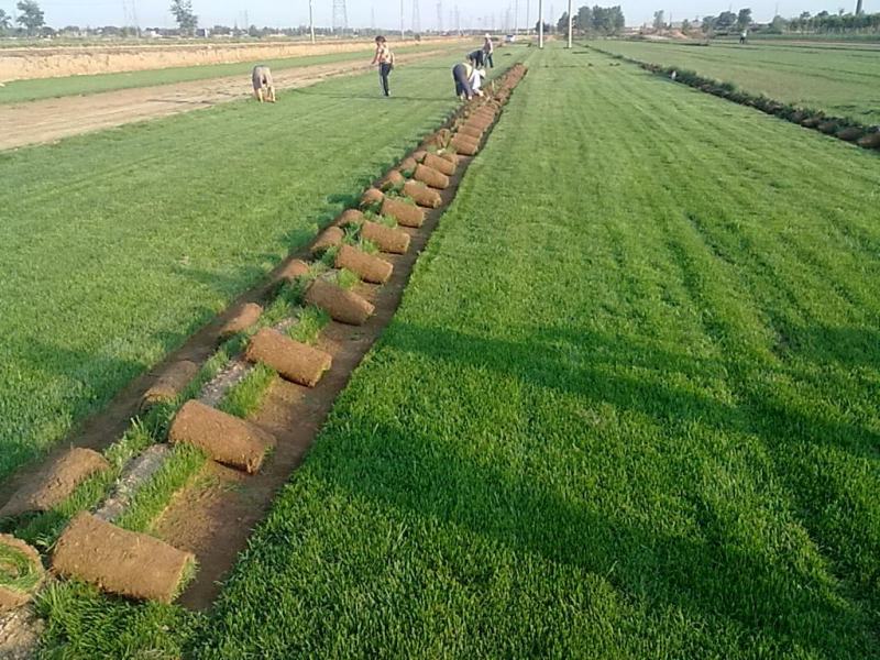 早熟禾混播草四季青高尔夫用草小区道路草坪