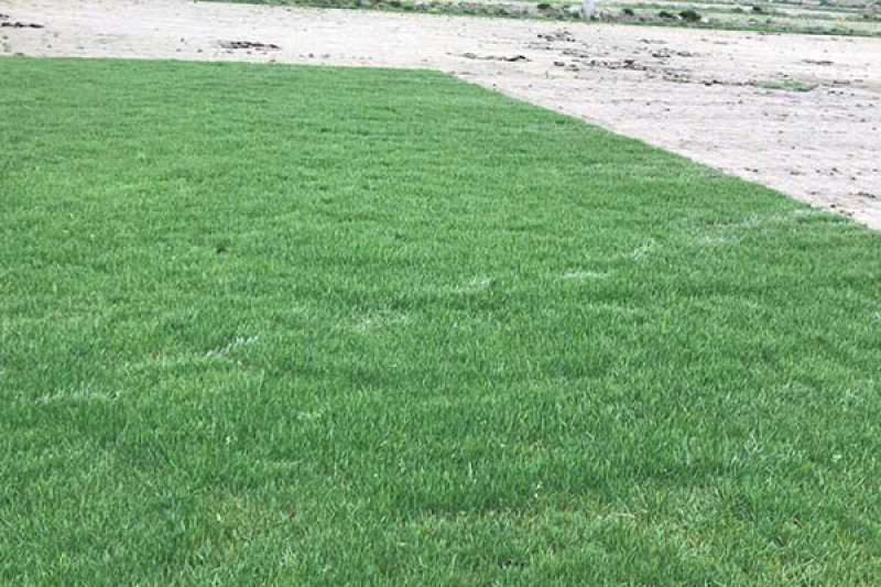 百慕大草坪高尔夫足球场小区绿化道路绿化护坡草坪