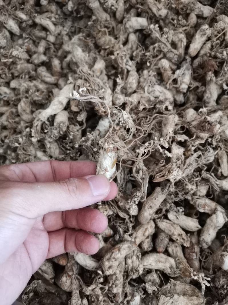 金蝉花500g蝉蛹草知了花新货蝉菌金蚕花