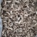 金蝉花500g蝉蛹草知了花新货蝉菌金蚕花