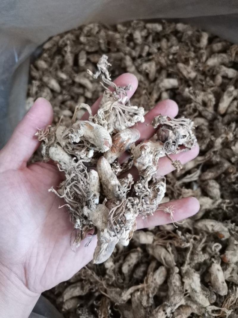 金蝉花500g蝉蛹草知了花新货蝉菌金蚕花