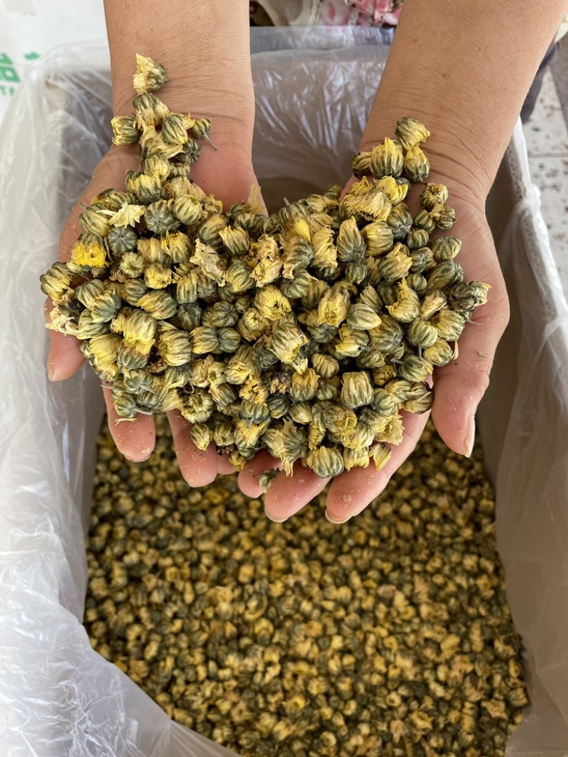 【产地直供】北京胎菊王胎菊米散装批发菊花茶花草茶