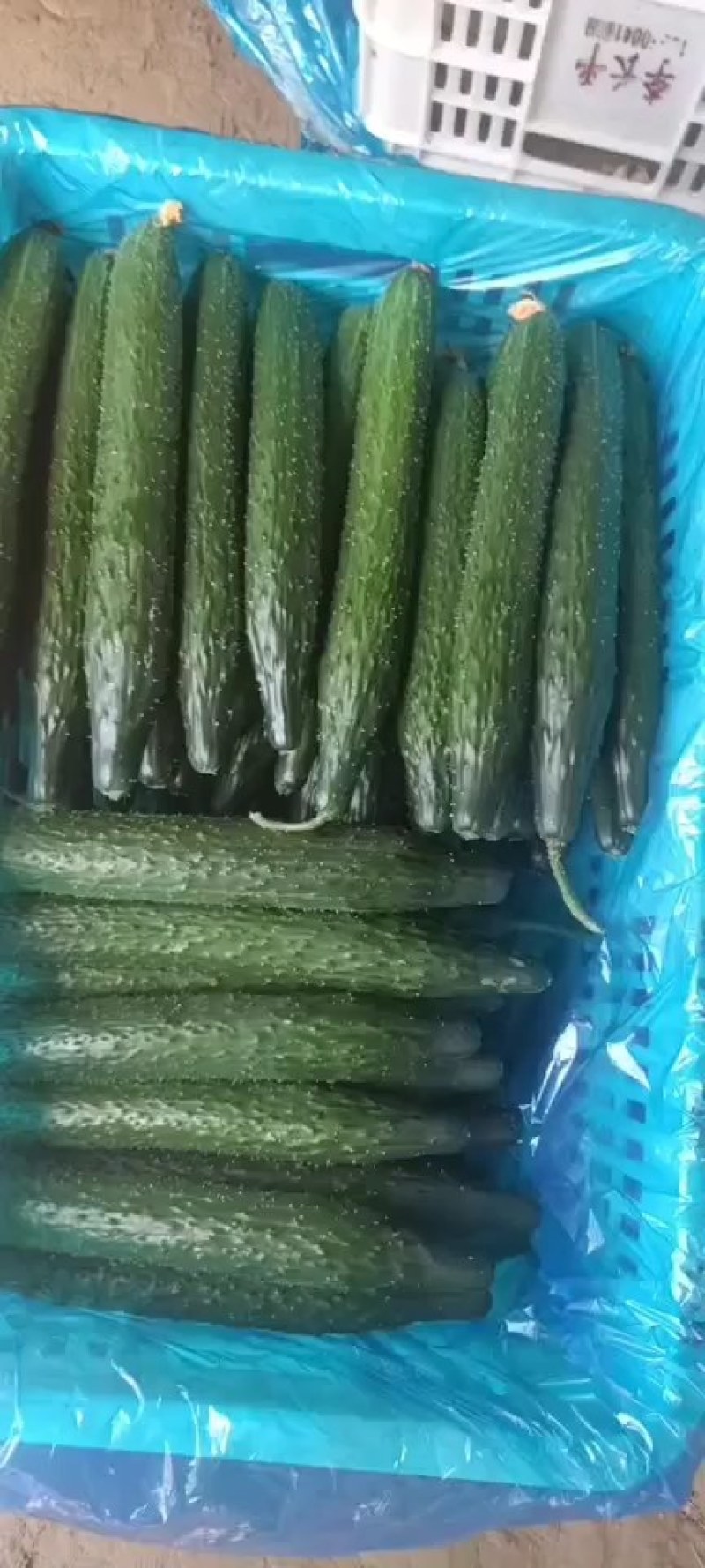 黄瓜大量上市中，油亮条嫁接，