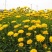 大花金鸡菊种子四季种野菊花种子花海绿化多年生宿根花草种子