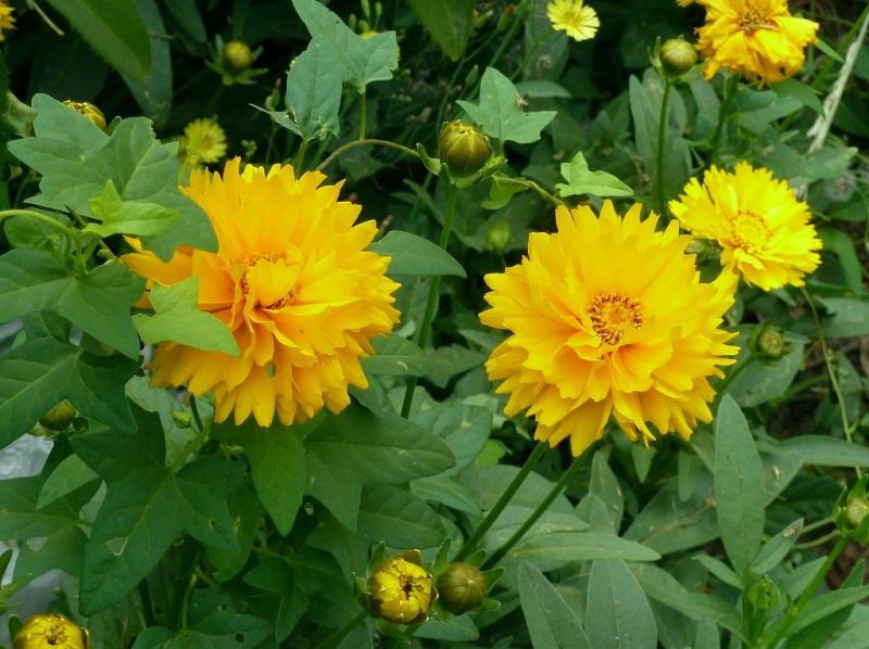 大花金鸡菊种子四季种野菊花种子花海绿化多年生宿根花草种子