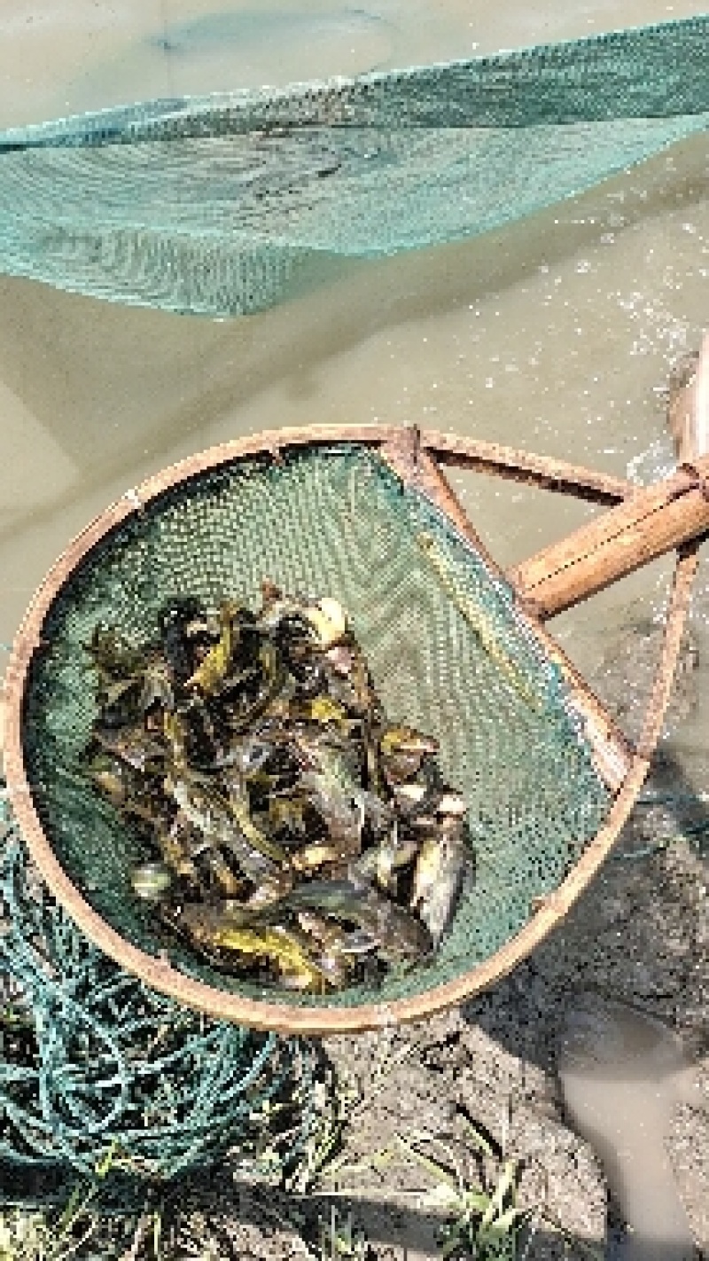 出售各种优质黄骨鱼苗，大小规格品种齐全价格优惠全国送货上