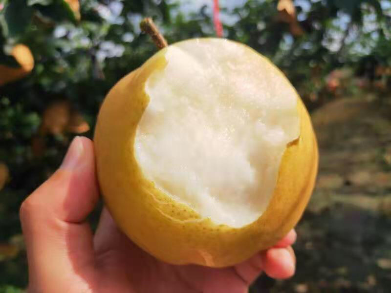 百里洲黄花梨，翠冠，产地一手货源，香甜可口，价格实惠。