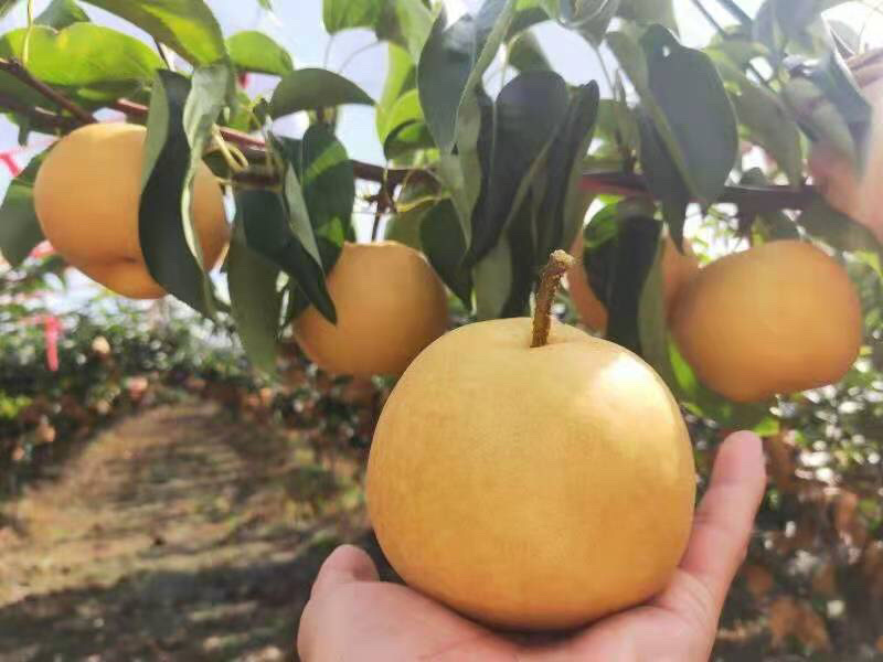 百里洲黄花梨，翠冠，产地一手货源，香甜可口，价格实惠。