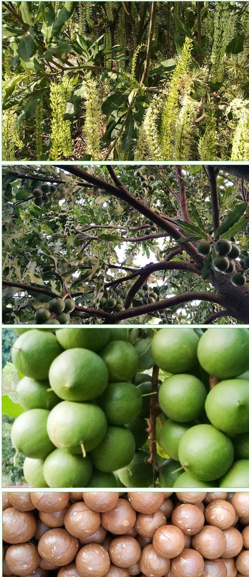 云南澳洲夏威夷果坚果，可选择干果，或者生果